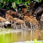 Shivaram Wildlife Sanctuary – శివరం వన్యప్రాణుల అభయారణ్యం