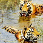 Nagarjunsagar-Srisailam Tiger Reserve – నాగార్జునసాగర్ శ్రీశైలం టైగర్ రిజర్వ్