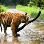 Mrugavani National Park – మృగవాణి నేషనల్ పార్క్