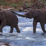 Nagarjunsagar-Srisailam Tiger Reserve – నాగార్జునసాగర్ శ్రీశైలం టైగర్ రిజర్వ్
