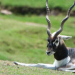 Kawal Wildlife Sanctuary – కవాల్ వన్యప్రాణుల అభయారణ్యం