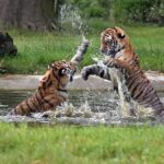 Mahavir Harina Vanasthali National Park  – మహావీర్ హరినా వనస్థలి నేషనల్ పార్క్