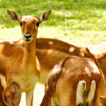 Eturnagaram Wildlife Sanctuary – ఏటూరునాగారం వన్యప్రాణుల అభయారణ్యం