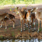 Bhongir Fort – భోంగీర్ ఫోర్ట్