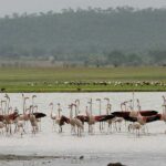 Pranahita Wildlife Sanctuary – ప్రాణహిత వన్యప్రాణుల అభయారణ్యం