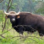 Jannaram wildlife Sanctuary – జన్నారం వన్యప్రాణుల అభయారణ్యం