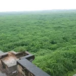 Uppal – ఉప్పల్
