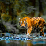 Pranahita Wildlife Sanctuary – ప్రాణహిత వన్యప్రాణుల అభయారణ్యం