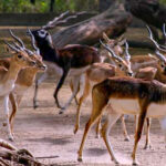 Pocharam Wildlife Sanctuary – పోచారం అభయారణ్యం