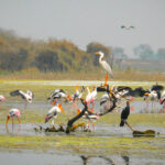 Mahavir Harina Vanasthali National Park  – మహావీర్ హరినా వనస్థలి నేషనల్ పార్క్