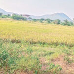 Mahabubnagar – కాలువకు గండిపడటంతో నీరు వృథాగా పోతుంది