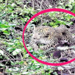 Hyderabad – రాజేంద్రనగర్ నుంచి 200 మంది కేసీఆర్‌ బాధితుల నామినేషన్లు.