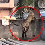 Turkish Ulas Family Walking On All Fours Has Baffles Scientists ప్రపంచంలోనే వింత ఉలాన్ కుటుంబం.. కోతుల్లా నడుస్తూ శాస్త్రవేత్తలకు పెను సవాల్..